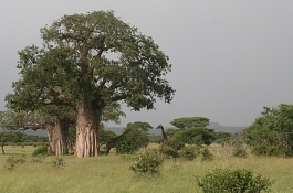 Northern Tanzania Circuit Day Trips