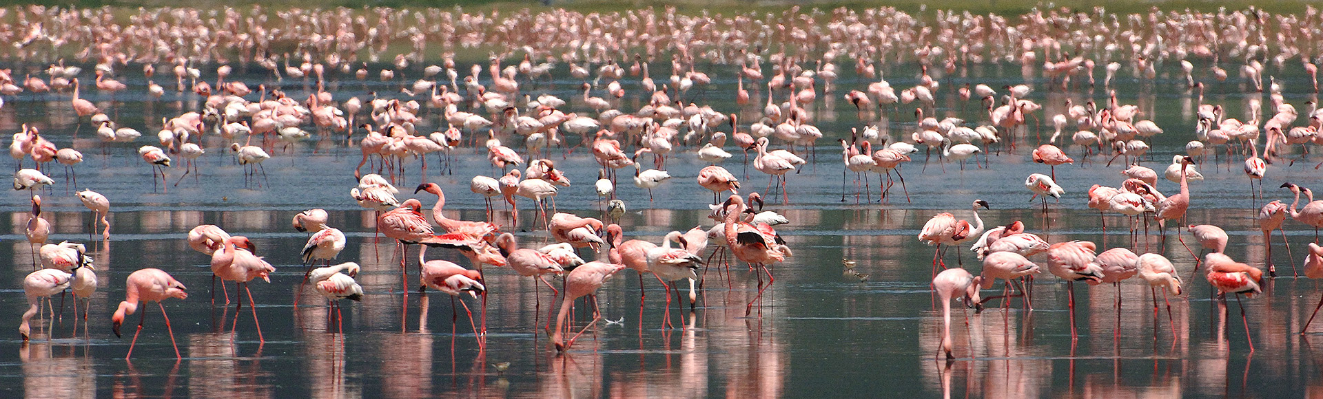 Flamingos in Lake Natron
