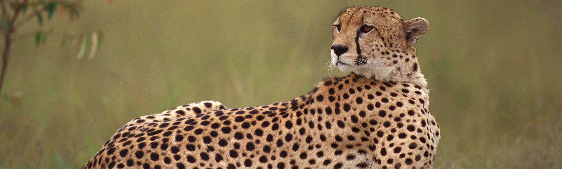 Cheetah in the Serengeti National Park