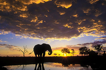 Elephants